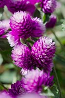 Gomphrena globosa 'Pinball Snow Tip Lavender'