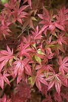 Acer palmatum 'Shirazz'