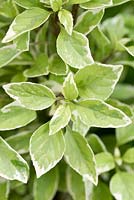 Ocimum x africanum 'Perpetuo', Pesto Perpetuo basil, has creamy variegated leaves and a tall upright habit. Strongly aromatic.