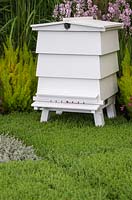White beehive sat atop a carpet of Calluna vulgaris 'Darkness'