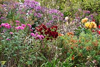 A large colourful autumn border with Chrysanthemum 'Ruby Mound' - centre, 'Paul Boissier' - Right and 'Bretforton Road' - Left amongst aster, dahlia and euphorbia.