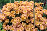 Chrysanthemum 'Kleiner Bernstein', hardy scented chrysanthemum, perennial, October.