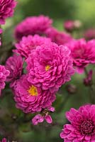 Chrysanthemum 'Anastasia', hardy perennial chrysanthemum, October. Never needs staking.