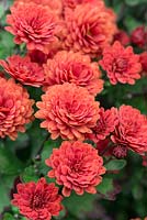 Chrysanthemum 'Ray's Red', a compact hardy perennial with small pompon flowers.