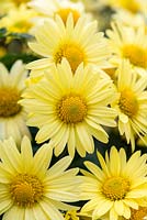 Chrysanthemum 'Early Yellow' an early flowering hardy variety with soft, single flowers.