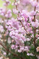 Calluna vulgaris 'H.E. Beale'