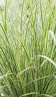 Carex brunnea 'Variegata'