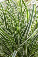 Carex oshimensis 'Everest'