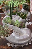 Sansevieria cylindrica, cacti and other succulents in metal coiled container