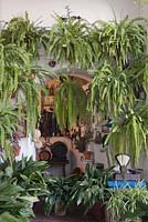 Blechnum spicant and aspidistra in terracotta pots on white painted patio wall, Cordoba, Spain