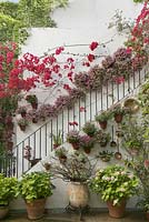 Euphorbia millii, bougainvillea, pelargoniums in white painted courtyard with stairway, Cordoba, Spain
