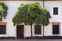 Citrus aurantium tree in front of classic spanish building, Seville, Spain