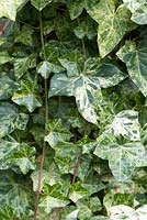 Hedera hibernica 'Rona'