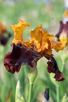 Iris 'Supreme  Sultan', a tall bearded iris with large tall flowers. Red-brown falls, deep golden yellow standards and beards. Flowers mid season.