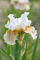 Iris 'Shurton Inn', tall bearded iris with  flaring soft brown falls and white standards flushed with ochre. The beards are dark yellow. Mid to late season.