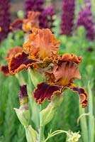 Iris 'Copatonic'. A sweetly scented, bearded iris with large, ruffled flowers with rich russet brown falls edged with a band of deep caramel and yellow-brown beards. Early to mid season.