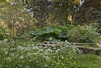 Woodland scene with cow parsley and gunnera manicata - June, Clyne gardens, Swansea, Wales

