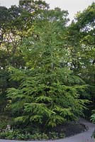 Cercidiphyllum japonicum - katsura tree - June, Clyne Gardens, Swansea, Wales