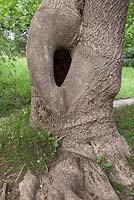 Hole in tree trunk - Clyne Gardens, Swansea, Wales