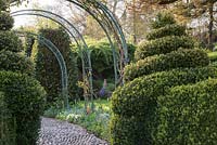 Cobblestone path under metal arches supporting Roses, Sprial Buxus sempervirens topiary in foreground