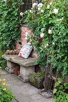 A stone bench with Rosa 'Claire Austin'.