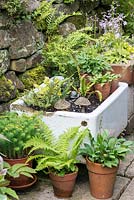 A container garden with terracotta pots and recycled sink planted with Hostas and ferns.
