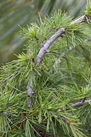 Cedrus deodara 'Golden Horizon'