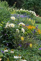 The Blue and Yellow Border planted with Kniphofia Green Jade', Dahlia 'Shooting Star', Aster x frikartii 'Wunder von Staffe', Kniphofia 'Percy's Pride', Rudbeckia 'Goldsturm', Clematis heracleifolia 'Cassandra', Kniphofia 'Wrexham Buttercup' and Geranium magnificum.
