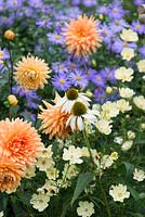 A late summer combination of Dahlia 'Glorie of Noordwijk', Echinacea 'White Swan', Aster x frikartii and Cosmos bipinnatus.