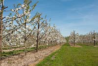 Prunus avium 'Vanda'