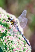 Aeshna mixta - Migrant Hawker dragonfly resting on sedum
