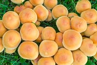 Hypholoma fasciculare - Sulphur Tuft Fungi in Lawn