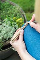 Step 12. Label each of the plants. Planting a thyme wheel in a container step by step. 