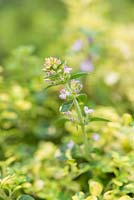 Thymus 'Doone Valley', an evergreen shrub with variegated green and gold, tiny aromatic leaves and spike of pink flowers in summer.