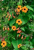 Seed raised climbers growing on a wire mesh pillar. Black-Eyed Susan, Thunbergia alata 'Superstar Orange' intertwined with Chilean Glory Vine, Eccremocarpus scaber 'Tresco Mixed'