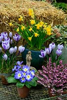 Spring favourites growing in a range of individual pots displayed in a wire tray backed by a straw bale. Primroses, Crocus 'Pickwick', Narcissus 'Tete-a-tete', Erica carnea and Skimmia 'Magic Marlot' in bud. 