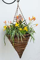 Planted in autumn, a flowering spring hanging basket with Tulipa clusiana var. chrysanta, yellow violas, ivy and central skimmia.