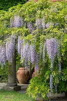 Wisteria floribunda 'Multijuga', formerly 'Macrobotrys', Japanese wisteria, vigorous woody climber with fragrant pea-like flowers in spring.