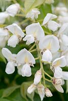 Wisteria brachybotrys 'Shiro-Kapitan', a rare species with silky foliage and short racemes of large creamy white flowers.