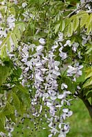Wisteria floribunda 'Kimono', Japanese wisteria, a vigorous woody climber with scented pale flowers in late spring.