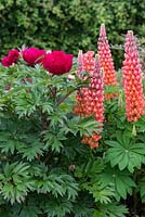 A hot bright combination of Paeonia 'Unique' with Lupinus 'Terracotta'.