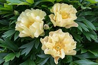 Paeonia 'Lemon Dream', a midseason Itoh Hybrid Peony, with semi-double, yellow flowers that can have a lavender streak. Flowers May.