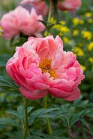 Paeonia 'Coral Charm', a hybrid peony, semi-double and herbaceous with salmon pink buds that open orange and fade towards yellow. Flowering from May.