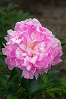 Paeonia lactiflora 'Monsieur Jules Elie', an herbaceous peony bred in 1888, a late variety flowering in June