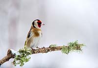 Carduelis carduelis - Goldfinch on branch in the snow