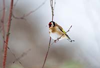 Carduelis carduelis - Goldfinch on branch 
