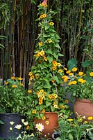 Thunbergia alata 'Susie Orange Black Eye' is trained up cane obelisk. Below, pots of marigolds, tobacco plants and leucanthemum.