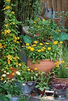 Yellow themed planting. In left pot trained up cane obelisk, Thunbergia alata 'Susie Orange Black Eye'. In pot on right, red Gooseberry 'Pax' above marigolds. Below, pots of marigolds, tobacco plants and leucanthemum.
