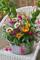 Aluminium preserving pan filled with Gazania 'Daybreak Tiger Stripe Mix', treasure flower, and Fuchsia 'Fuchsiaberry' which bears edible fruits.