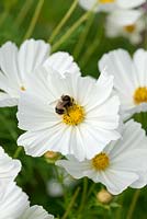 Cosmos bipinnatus 'Purity', a biannual with masses of white flowers from June. Nectar rich, attracting bees.